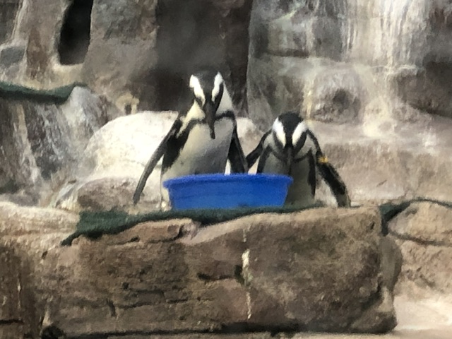 IMG_5327
Penguins!
