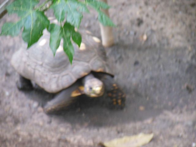 DSCN0585
tortoise
