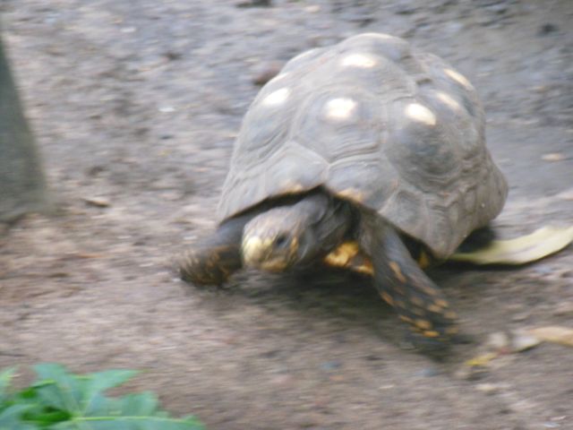 DSCN0586
tortoise
