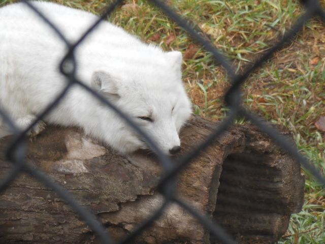 DSCN0731
arctic fox
