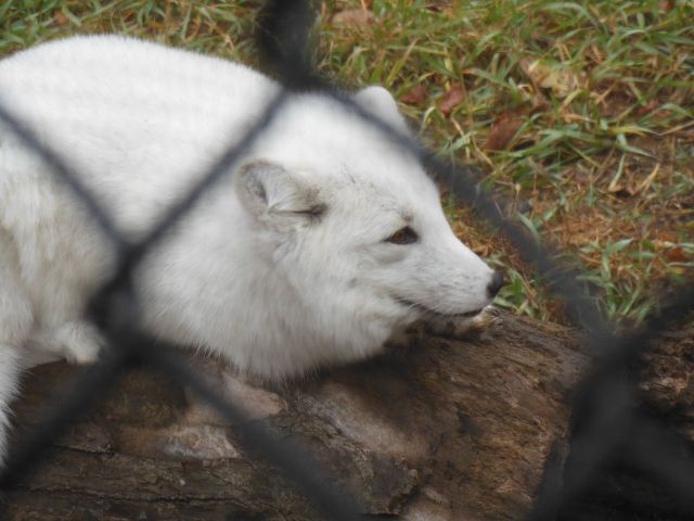 DSCN0733
arctic fox
