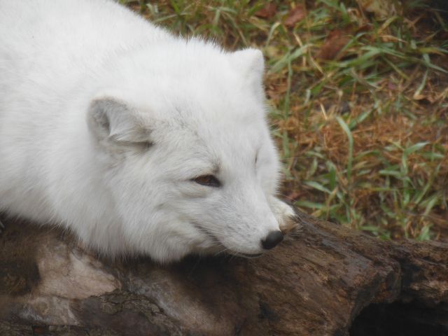 DSCN0735
arctic fox
