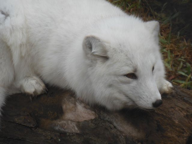 DSCN0736
arctic fox
