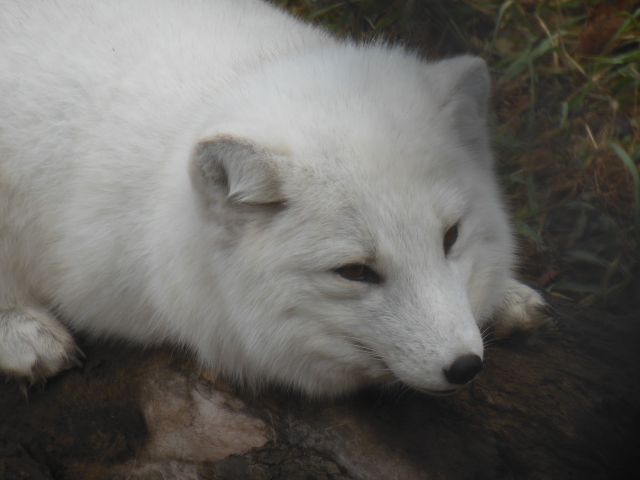 DSCN0738
arctic fox

