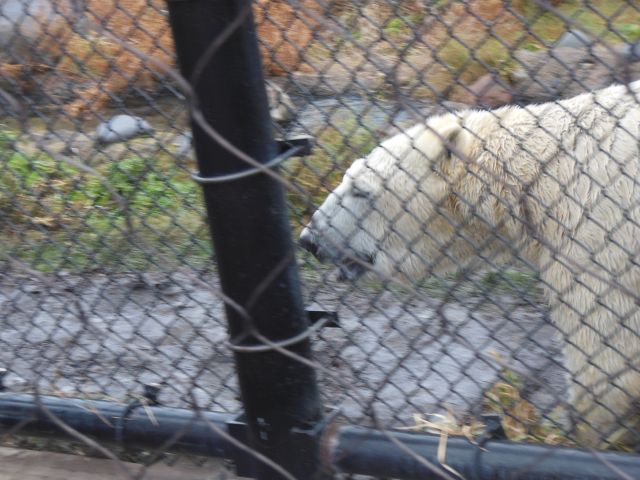 DSCN0744
polar bear

