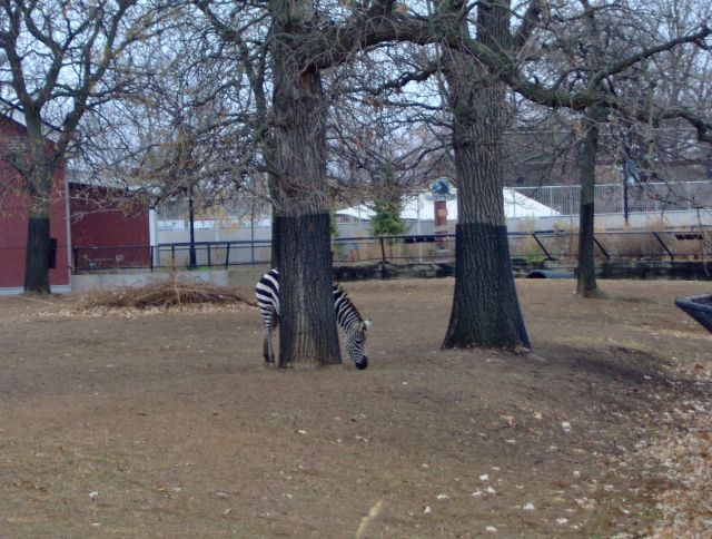 HPIM0513
zebra hiding out
