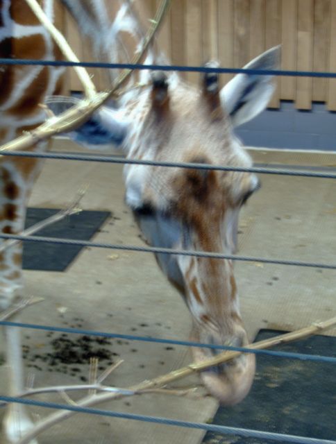 HPIM0527
giraffe
