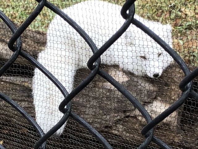 IMG 5318
arctic fox
