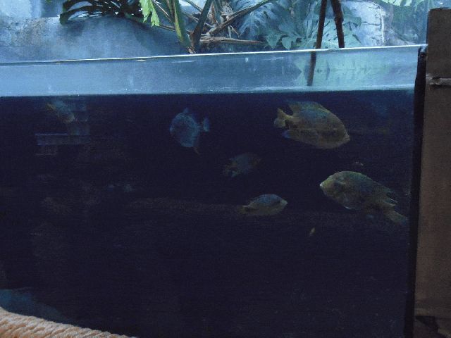 fishes GIF
Keywords: gif