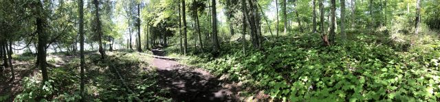 Cave Point County Park
A panorama taken at the park highlighting its forestry.
