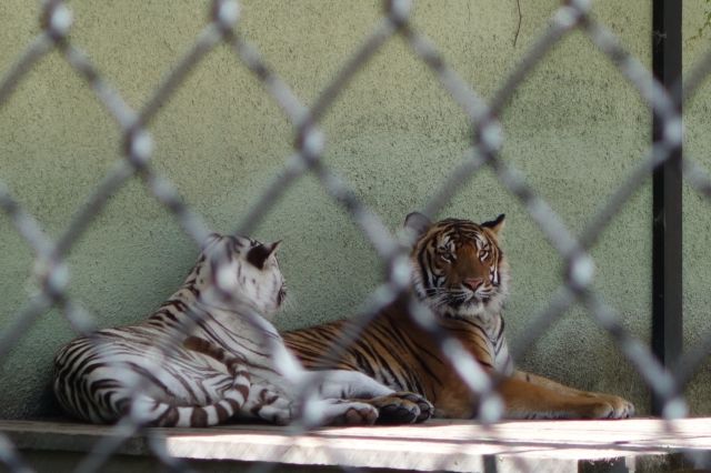 DSC00933
Keywords: tigers