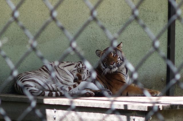 DSC00939
Keywords: tigers