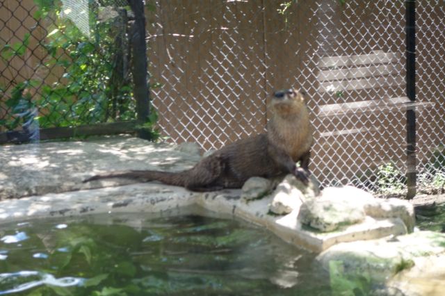 DSC00945
Keywords: otters