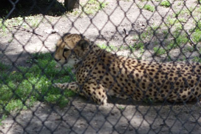 DSC00979
Keywords: cheetahs