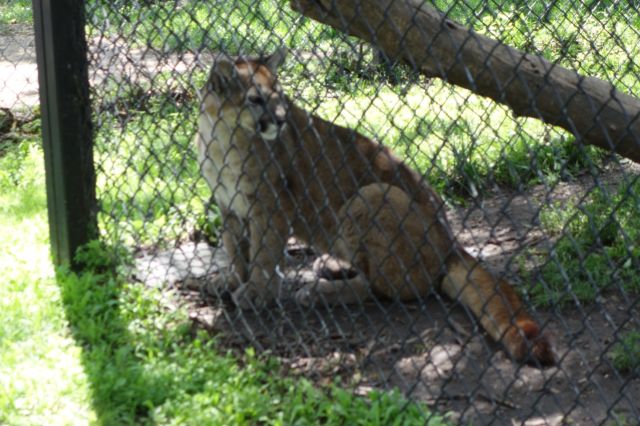 DSC00985
Keywords: cougars