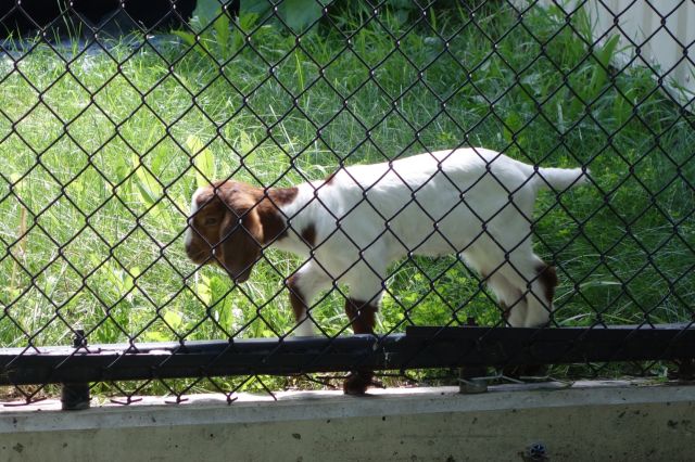 DSC00994
Keywords: goats