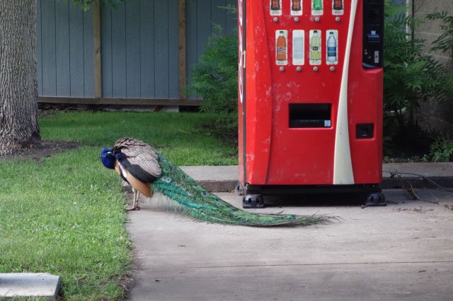 DSC00997
peacoke
Keywords: peacocks