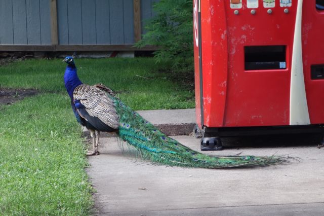 DSC00999
Peacoke
Keywords: peacocks