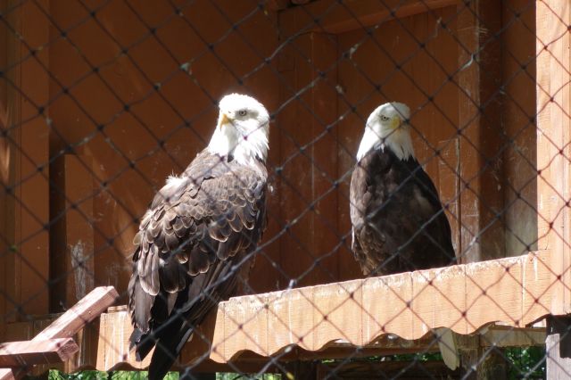 DSC01004
Keywords: raptors