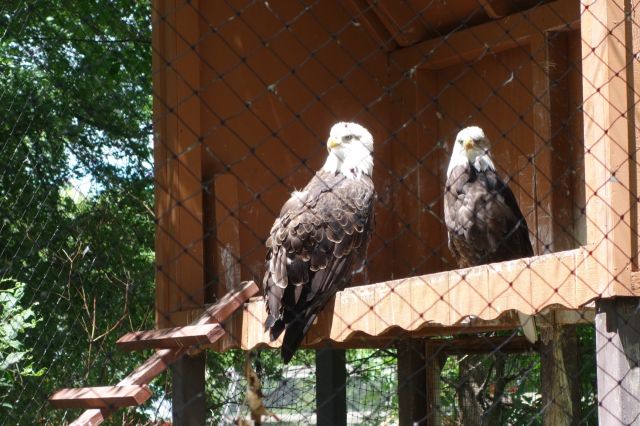 DSC01008
Keywords: raptors