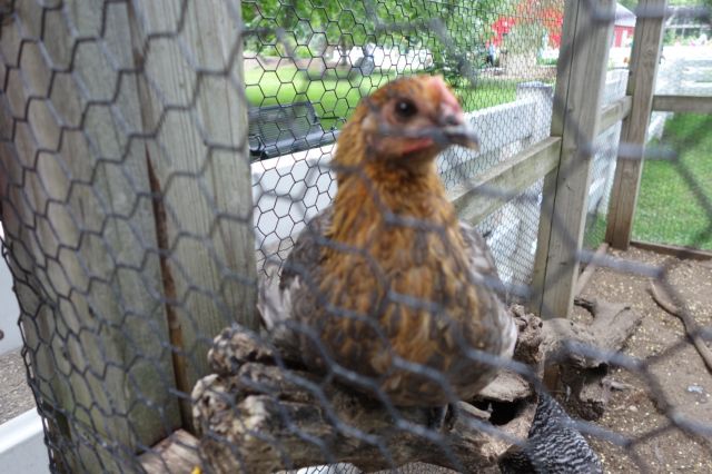 DSC01022
Keywords: chickens