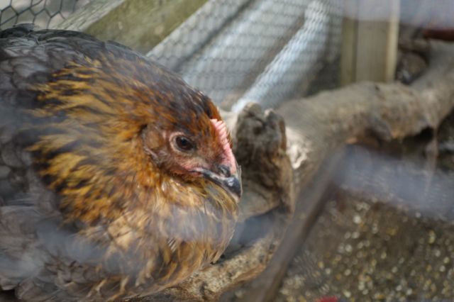 DSC01033
Keywords: chickens