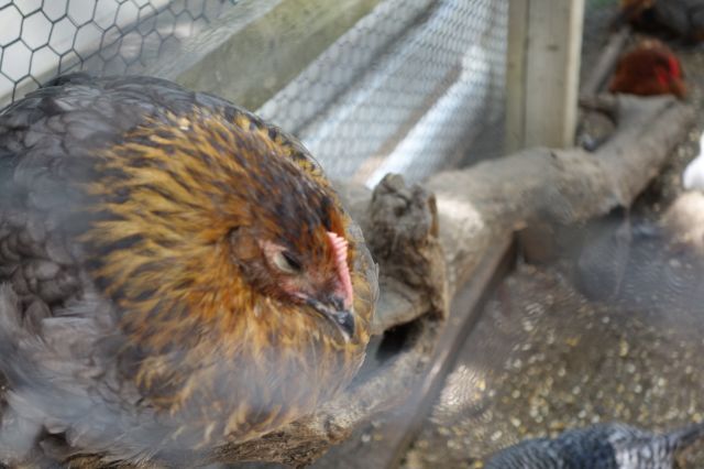 DSC01034
Keywords: chickens