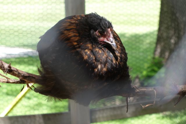 DSC01043
Keywords: chickens