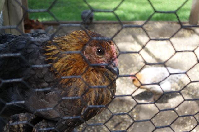 DSC01046
Keywords: chickens