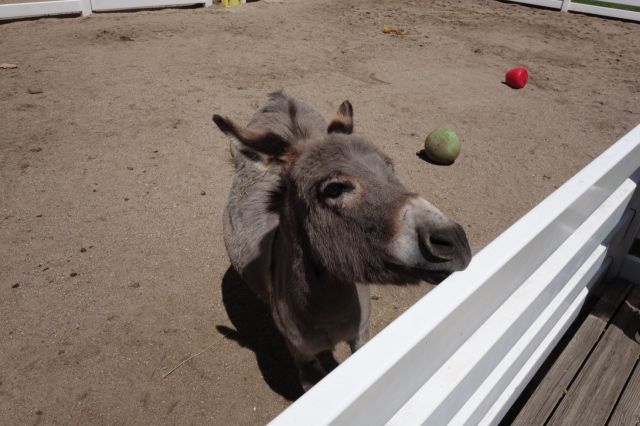 DSC01049
Friendliest donkey I've ever met
Keywords: donkeys