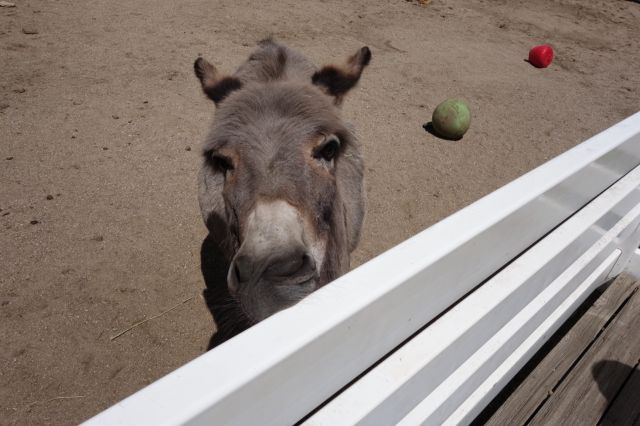 DSC01051
Keywords: donkeys