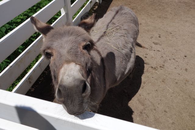 DSC01058
Keywords: donkeys