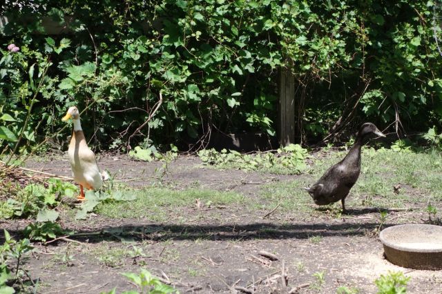 DSC01062
Keywords: mallards