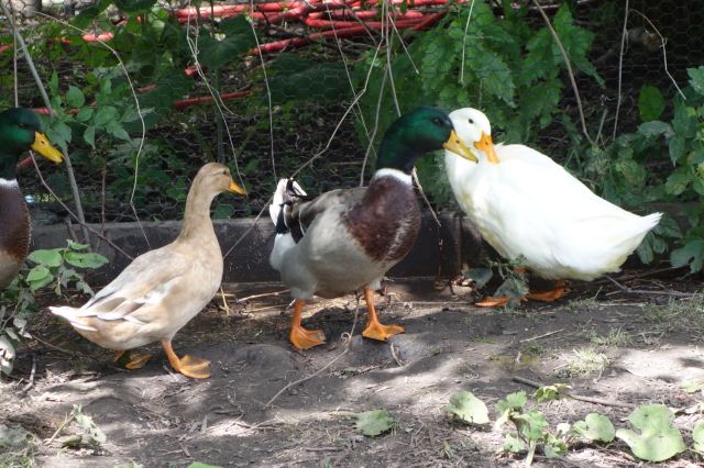 DSC01075
Keywords: mallards