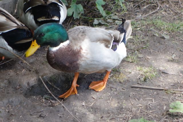 DSC01077
Keywords: mallards