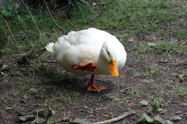 DSC01079
Duck yoga
Keywords: mallards