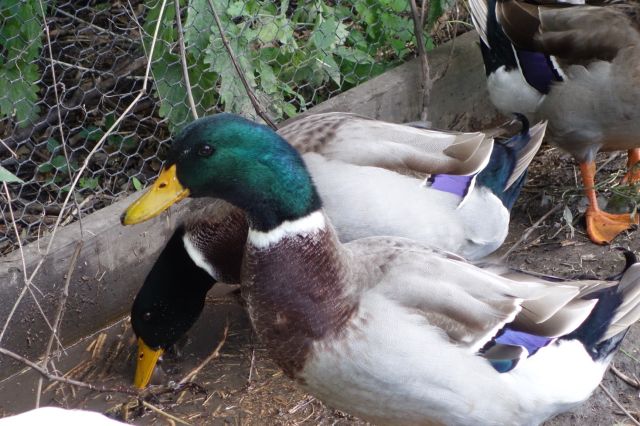 DSC01085
Keywords: mallards