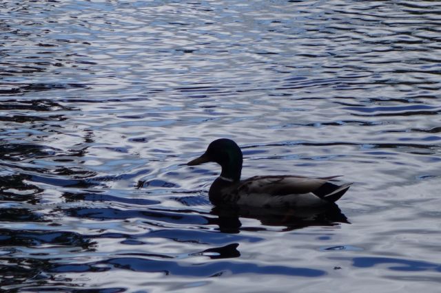 DSC01092
Keywords: mallards