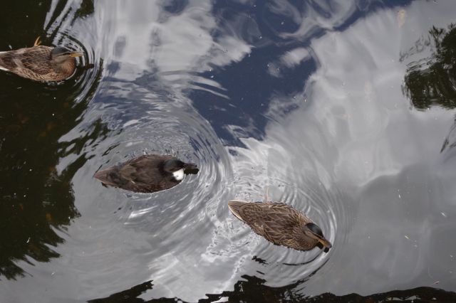 DSC01098
Keywords: mallards