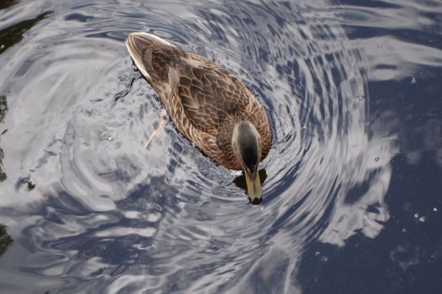 DSC01099
Keywords: mallards