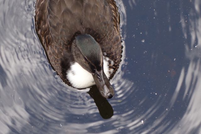 DSC01101
Keywords: mallards