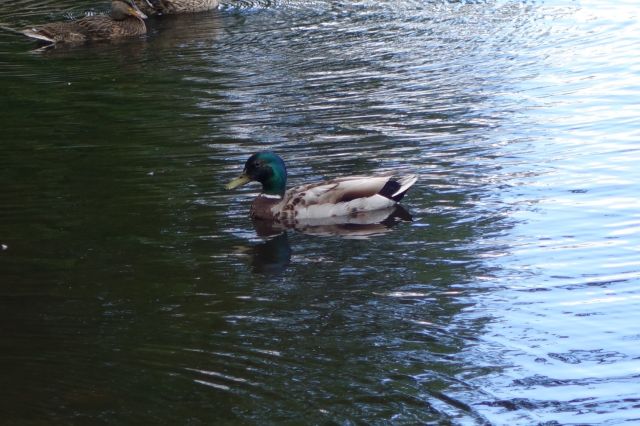 DSC01104
Keywords: mallards