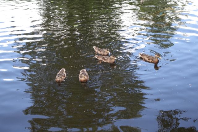 DSC01110
Keywords: mallards