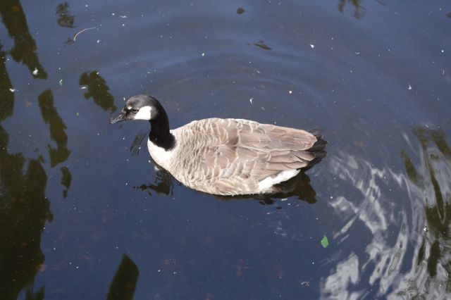 DSC01113
Keywords: geese