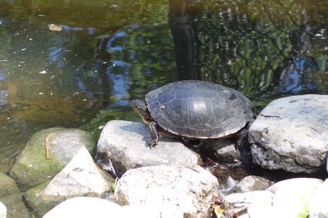 DSC01118
Keywords: turtles