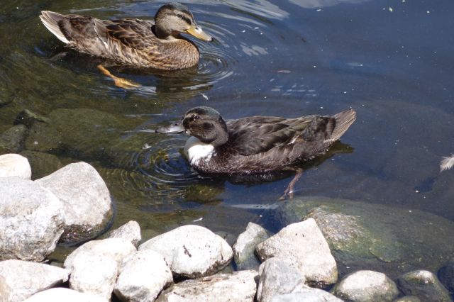 DSC01121
Keywords: ducks