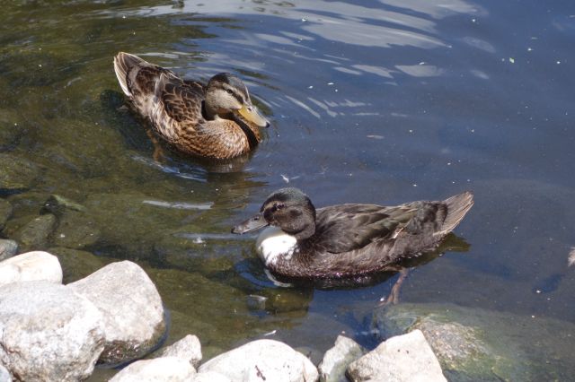 DSC01122
Keywords: ducks