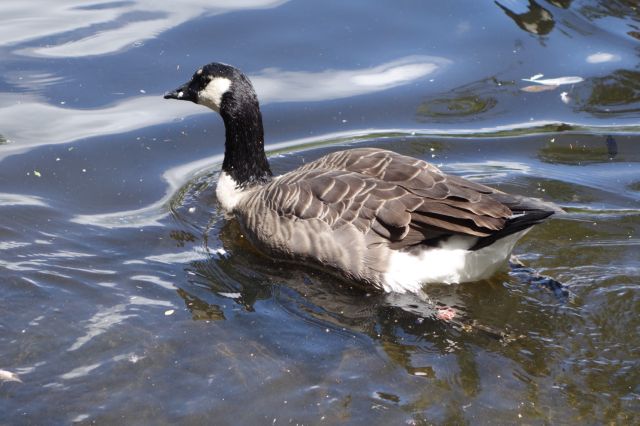 DSC01123
Keywords: geese