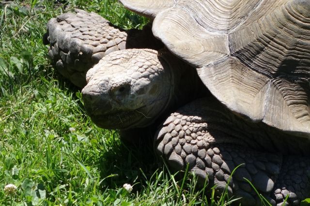 DSC01130
Keywords: tortoises