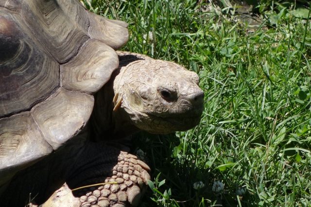 DSC01132
Keywords: tortoises